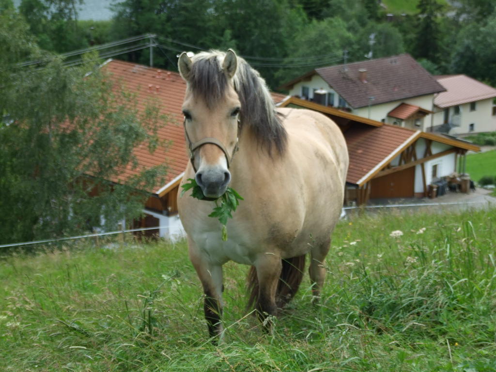 Landhaus Mueller Jungholz Dış mekan fotoğraf